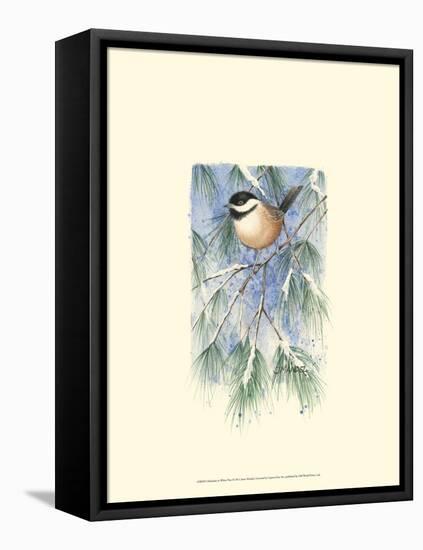 Chickadee in White Pine-Janet Mandel-Framed Stretched Canvas