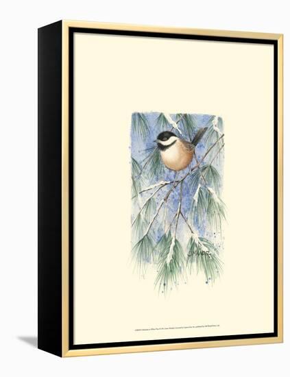 Chickadee in White Pine-Janet Mandel-Framed Stretched Canvas