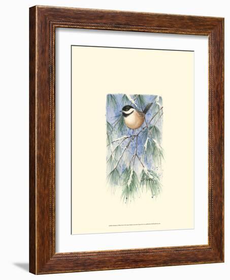 Chickadee in White Pine-Janet Mandel-Framed Art Print