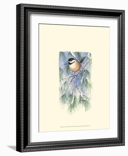 Chickadee in White Pine-Janet Mandel-Framed Art Print