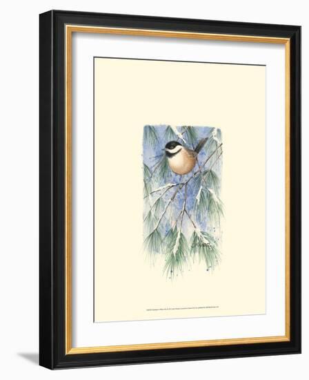 Chickadee in White Pine-Janet Mandel-Framed Art Print