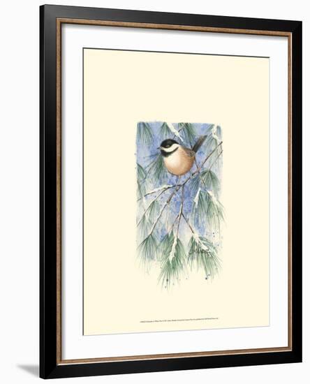 Chickadee in White Pine-Janet Mandel-Framed Art Print