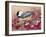 Chickadee with Berries-William Vanderdasson-Framed Giclee Print