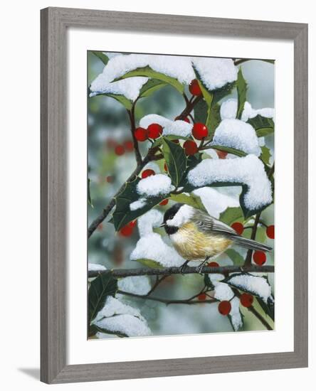 Chickadees and Holly Branch-William Vanderdasson-Framed Giclee Print