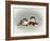 Chickadees and Holly-Peggy Harris-Framed Giclee Print