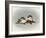 Chickadees and Holly-Peggy Harris-Framed Giclee Print