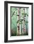 Chickadees in the Birch Trees-Julie Peterson-Framed Art Print