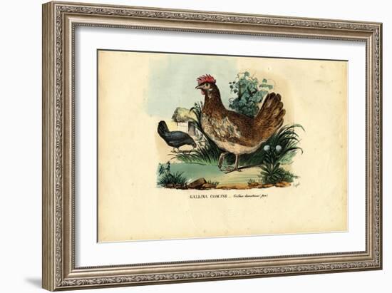 Chicken, 1863-79-Raimundo Petraroja-Framed Giclee Print