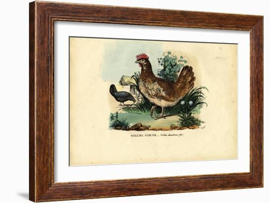 Chicken, 1863-79-Raimundo Petraroja-Framed Giclee Print