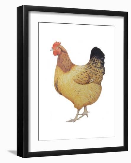 Chicken, 2012-Ele Grafton-Framed Giclee Print