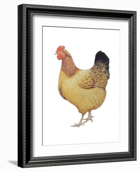 Chicken, 2012-Ele Grafton-Framed Giclee Print