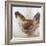 Chicken 9-Renee Gould-Framed Giclee Print