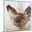 Chicken 9-Renee Gould-Mounted Giclee Print