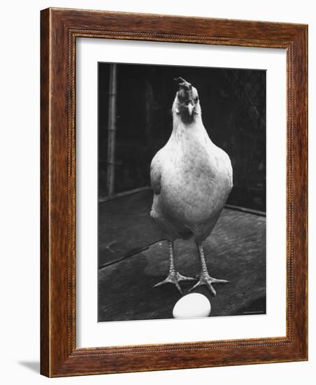 Chicken and Egg-Nina Leen-Framed Photographic Print