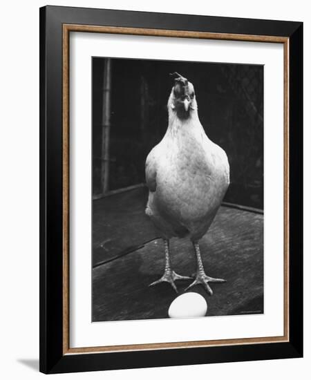 Chicken and Egg-Nina Leen-Framed Photographic Print