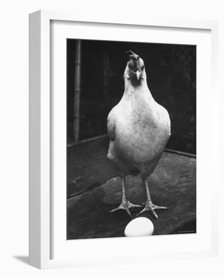 Chicken and Egg-Nina Leen-Framed Photographic Print