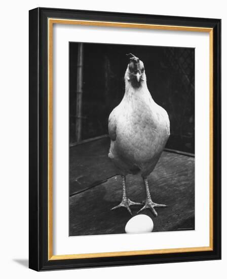 Chicken and Egg-Nina Leen-Framed Photographic Print