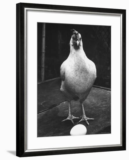 Chicken and Egg-Nina Leen-Framed Photographic Print