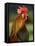 Chicken Cockerel Crowing-null-Framed Premier Image Canvas