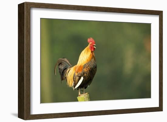 Chicken Cockerel Crowing-null-Framed Photographic Print