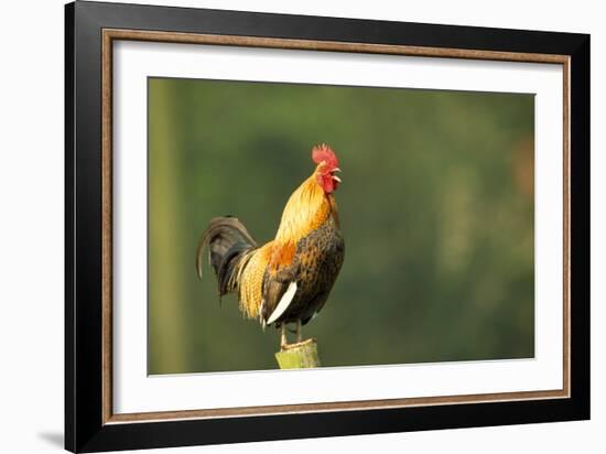 Chicken Cockerel Crowing-null-Framed Photographic Print