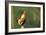 Chicken Cockerel Crowing-null-Framed Photographic Print