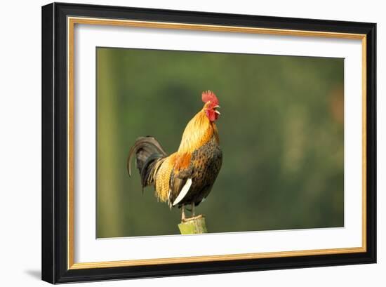 Chicken Cockerel Crowing-null-Framed Photographic Print