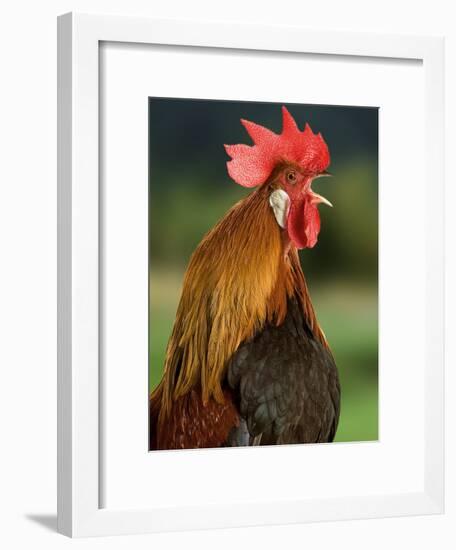 Chicken Cockerel Crowing-null-Framed Photographic Print