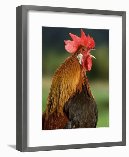 Chicken Cockerel Crowing-null-Framed Photographic Print