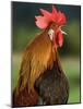 Chicken Cockerel Crowing-null-Mounted Photographic Print