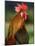 Chicken Cockerel Crowing-null-Mounted Photographic Print