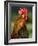 Chicken Cockerel Crowing-null-Framed Photographic Print