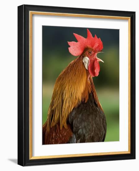 Chicken Cockerel Crowing-null-Framed Photographic Print