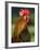 Chicken Cockerel Crowing-null-Framed Photographic Print