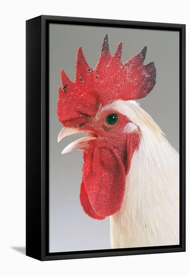 Chicken Cockerel White Hybrid in Studio-null-Framed Premier Image Canvas