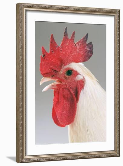 Chicken Cockerel White Hybrid in Studio-null-Framed Photographic Print