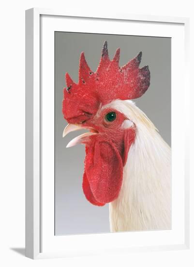 Chicken Cockerel White Hybrid in Studio-null-Framed Photographic Print