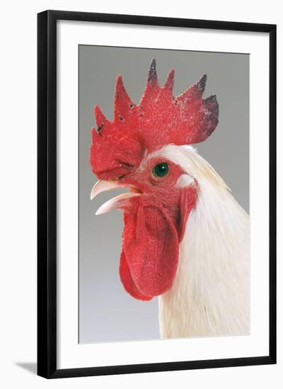 Chicken Cockerel White Hybrid in Studio-null-Framed Photographic Print