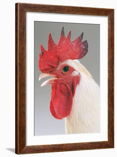 Chicken Cockerel White Hybrid in Studio-null-Framed Photographic Print