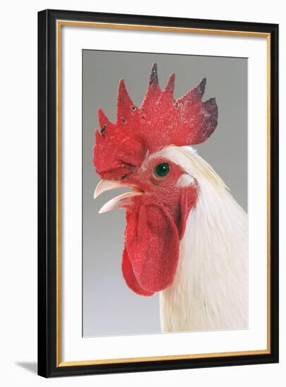 Chicken Cockerel White Hybrid in Studio-null-Framed Photographic Print