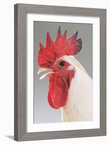 Chicken Cockerel White Hybrid in Studio-null-Framed Photographic Print