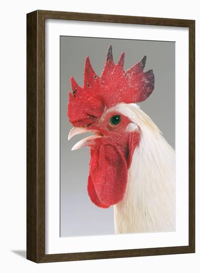 Chicken Cockerel White Hybrid in Studio-null-Framed Photographic Print