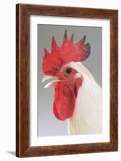 Chicken Cockerel White Hybrid in Studio-null-Framed Photographic Print