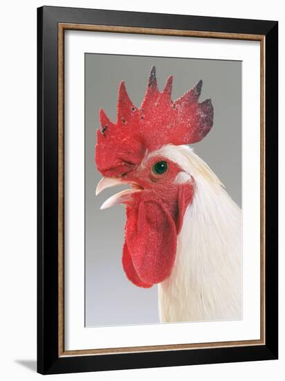 Chicken Cockerel White Hybrid in Studio-null-Framed Photographic Print