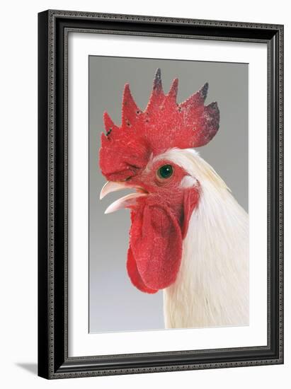 Chicken Cockerel White Hybrid in Studio-null-Framed Photographic Print