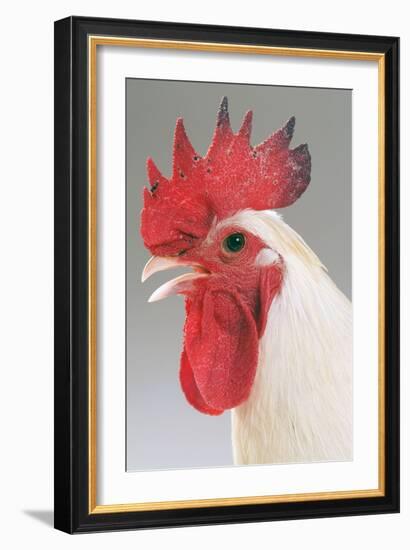 Chicken Cockerel White Hybrid in Studio--Framed Photographic Print