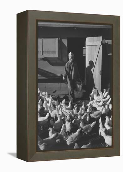 Chicken Farm, Mori Nakashima-Ansel Adams-Framed Stretched Canvas