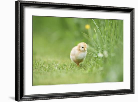 Chicken, Gallus Gallus Domesticus, Chick, Meadow, Front View, Standing, Looking at Camera-David & Micha Sheldon-Framed Photographic Print