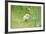 Chicken, Gallus Gallus Domesticus, Chick, Meadow, Front View, Standing, Looking at Camera-David & Micha Sheldon-Framed Photographic Print