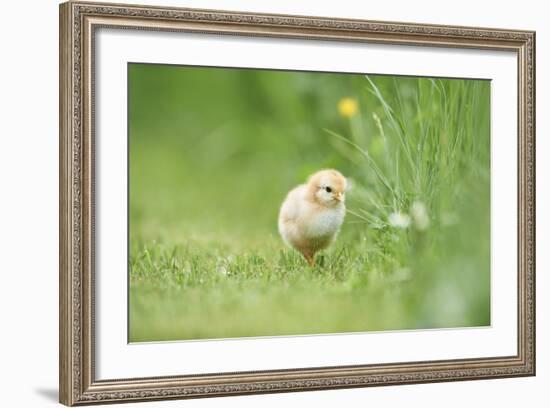 Chicken, Gallus Gallus Domesticus, Chick, Meadow, Front View, Standing, Looking at Camera-David & Micha Sheldon-Framed Photographic Print